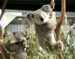 Chauvinistic Koala Gets What He Deserves